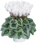 Metalis Pure White (Morel)