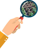 In einer Topftomatenkultur für ein Gartencenter trat im April nesterweise Befall mitPhytophthora infestans auf. Hier war sachverständigenseits einerseits das Ausmaß des Primär- und Sekundärbefalls zu erfassen und andererseits der Infektionszeitpunkt zu ermitteln. Letztlich ging es um die Frage, ob der Pilz bereits mit den Jungpflanzen geliefert wurde oder ob die Infektion erst im Betrieb aufgetreten ist.