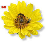 Die ungefüllten StaudensonnenblumenHelianthus decapetalus Capenoch Star sind ausgesprochen attraktiv für Bienen.