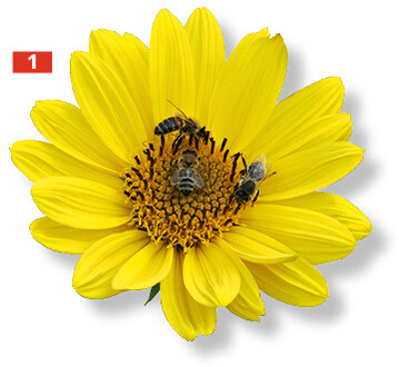 Die ungefllten StaudensonnenblumenHelianthus decapetalus ‘Capenoch Star’ sind ausgesprochen attraktiv fr Bienen.