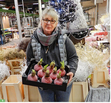 Auf den Blumengromrkten geht man davon aus, dass gewachste <em>Amaryllis </em>in der anstehenden Advents- und Weihnachtszeit eine noch grere Nachfrage erfahren als im vergangenen Jahr.