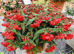 <em>Begonia </em>Summerwings Double Dark Elegance