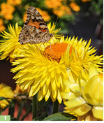 <em>Xerochrysum </em>Granvia Gold