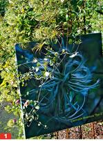 <em>Clematis texensis </em>’Typ C’ bildet attraktive Blüten und Früchte aus.