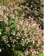 Die Pflanze des Jahres im Norden", die Beerenschnute", kam gut an.