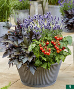 <em>Ipomoea </em> <em>batatas </em>‘Treasure Island Manihi‘, dunkles Laub, Fruchtbildung auch hierzulande