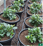 <em>Hydrangea seemannii </em>