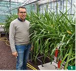 Auf der Suche nach Besonderheiten experimentiert Peter Tiede-Arlt mit den rosa blühenden <em>Nerine </em>und <em>Amarine </em>(im Bild), einer Kreuzung aus <em>Nerine </em>× <em>Amaryllis </em>.