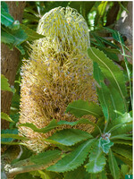 Linnés Sohn benannte die Gattung <em>Banksia </em>(hierB. integrifolia ) zu Ehren des Pflanzensammlers.