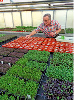 Karl-Ludwig Haller war mit Herzblut Zierpflanzengärtner. Nun gehört seine Leidenschaft essbaren Pflanzen.