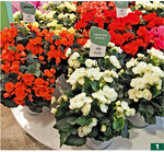 Für drinnen und draußen in kleinen Töpfen empfiehlt Koppe die Elatior-Begonien Sweeties". Die kompakten Begonien blühen reich. Die als ganz neue Genetik" von Koppe vorgestellte Begonien-Generation wird vorerst exklusiv in den Niederlanden produziert.