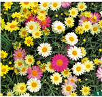 <em>Argyranthemum </em> <em>frutescens </em>Aramis Lemon & Pink von Volmary zeigt ein sehr schönes Farbspiel der Blüten. Das auf dem Bild sichtbare bunte Blütenmeer stammt von einer Pflanze.