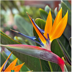 <em>Strelitzia </em> <em>reginae </em>bracht Masson von seiner ersten Südafrikareise mit.