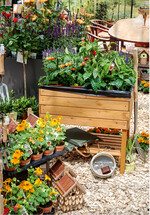 Viele Hobbygärtner wollen und können etwas für Bienen und andere Insekten tun.