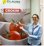 Die Cherrytomate für den Verbraucher Crokini hält <em>Phytopthora </em>gut stand.