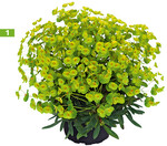 <em>Euphorbia </em>-Hybride ‘Athene‘