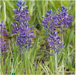 <em>Camassia </em> <em>quamash </em>wurde von Douglas nach Europa eingeführt.