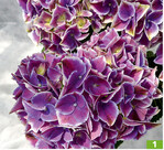 ‘NHS Sweety Blue’ (Brandkamp)