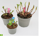 Die neuen Töpfe von Pellens bestehen aus Post-Consumer-Recycling-Material.