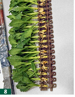 AutoStix-Strips mit bewurzelnden Stecklingen vor dem Stecken in den Endtopf.