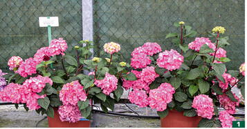 <em>Hydrangea </em>‘Endless Summer BloomStar rosa’