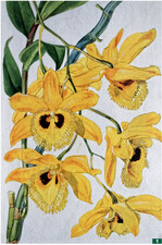 Lindley benannte diese Orchidee nach dem Finder <em>Dendrobium </em> <em>hookerianum </em>.