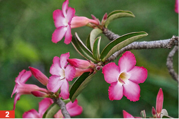 Die Bltezeit erstreckt sich je nach Sorte ber viele Monate. Die meisten <em>Adenium </em>blhen in Rosa-Farbtnen.