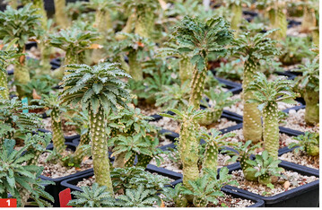 Gehrt auch in das Sortiment der Grtnerei: <em>Dorstenia lavrani </em>