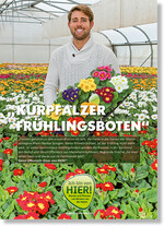 Die Marke Ich bin von HIER! soll den Blumengroßmarktkunden helfen, sich vom Systemhandel abgrenzen zu können.