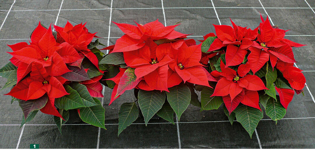 Christmas Glory Red im Heidelberger Kulturversuch in den drei Substratvarianten Torf-/Tonsubstrat, torfreduziert und torffrei (von links)