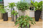 Private und gewerbliche Kunden finden eine große Auswahl an Pflanzen und Gefäßen.