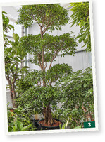 Solitärpflanzen machen individuelle Begrünungen möglich.