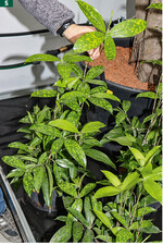 <em>Dracaena surculosa </em>erinnert mit dem Wuchscharakter an Bambus.