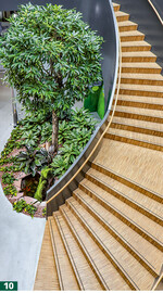 In der Würzburger Umweltstation bildet die grüne Mitte mit einem großen <em>Ficus binnendijkii </em>Amstel King auch die optische Mitte.