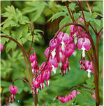 <em>Dicentra spetabilis </em>