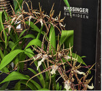 Viele schauen nach etwas Neuem": <em>Cambria </em>-Hybride Sekani.