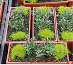 Pflanzkombinationen in Minikästen.