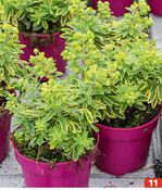 Je nach Laubfarbe stehen viele Pflanzen entweder in pinken oder hellgrünen Kulturtöpfen.