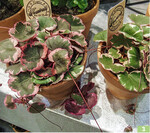 Die bunten Blätter und die Ableger der <em>Saxifraga stolonifera </em>liegen im Trend (Gärtnerei Hawaii).