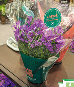 Flowers for You verlängert mit AirPack" die Haltbarkeit blühender Topfpflanzen.