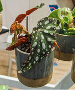 Diverse Blattbegonien bei By Growers.