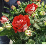 Topfrose Isabella von Brolykke.