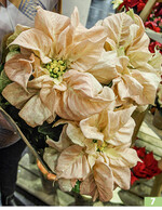 Die besonderen Q-Mas"-Poinsettien von Graff.