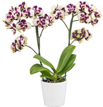 ‘Mothers Finest‘ zeigt einen Vorgeschmack auf neue Besonderheiten von Floricultura.