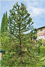 William Lobb erntete die Zapfen der Araukarie mit der Flinte.