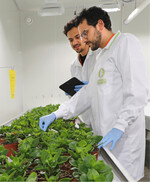 Pflanzen der Marke Intrinsa" sollen deutlich verbesserte innere Merkmale aufweisen.