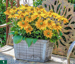 <em>Rudbeckia hirta </em>‘Amarillo Gold‘ ist Fleuroselect-Goldmedaillengewinnerin.