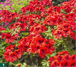 <em>Pelargonium </em>‘Orange Glow‘