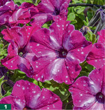 Petunia ‘Circus Sky‘ mit leicht gewellten Blüten.