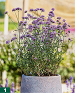 <em>Verbena bonariensis </em>‘Royal Dreams‘